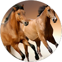 avishek majumdar profile picture